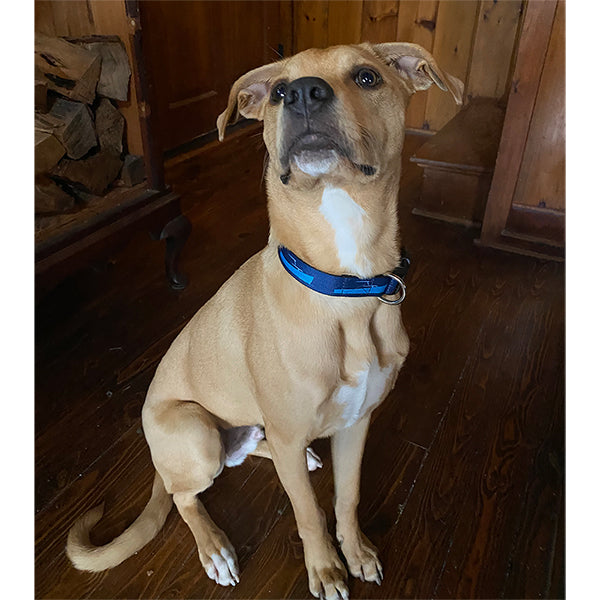 Flexible Nylon Web Dog Collar and Leash