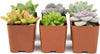Succulents Plants Live (6PK) Potted Succulent Plants Live House Plants, Cactus Plants Live Plants Indoor Plants Live Houseplants, Indoor Plant Succulents Live Plant House Plant by